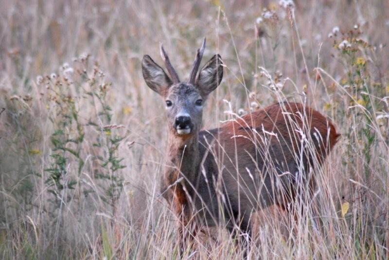 Il Capriolo